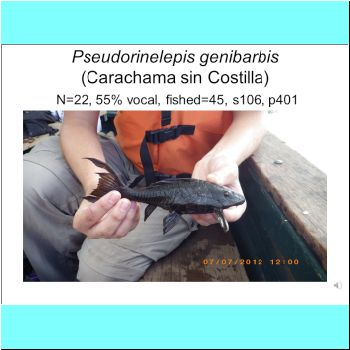 Pseudorinelepis genibarbis.png